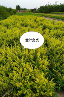 ҶŮ