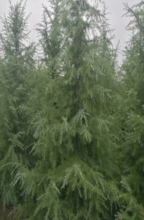 ѩ