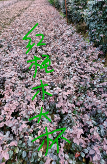 컨ľ