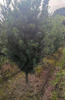 ޺