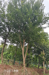 Ƿ