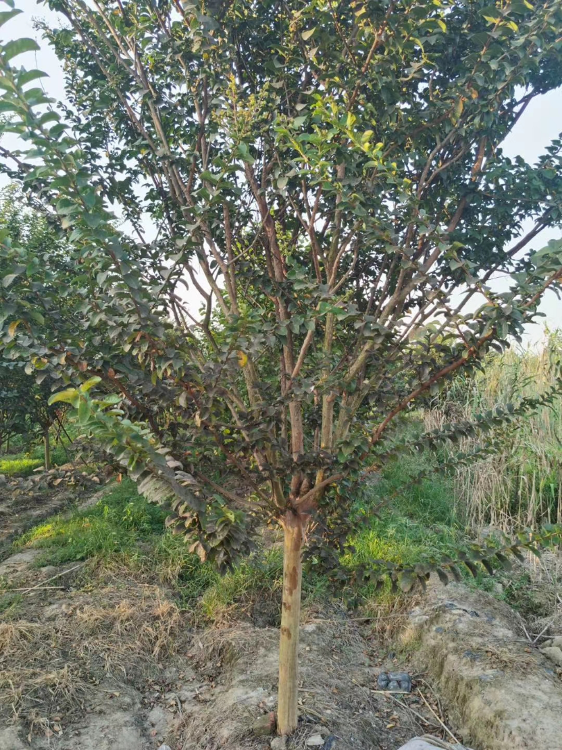 ޱ