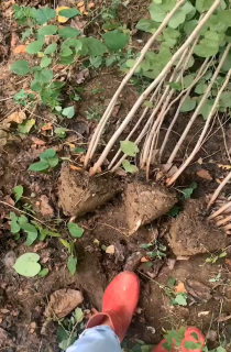Ͼ