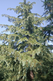 ѩ
