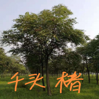 ǧͷ