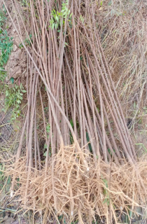 Ĺڹ