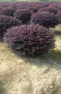 컨ľ