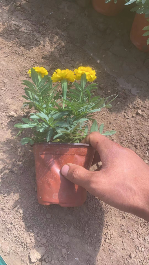 ȸ
