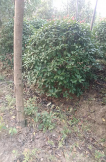 Ҷʯ