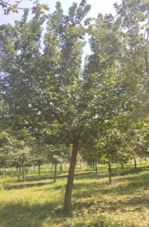 Ƿ