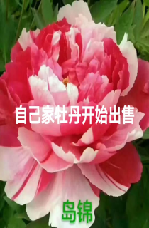 ĵ
