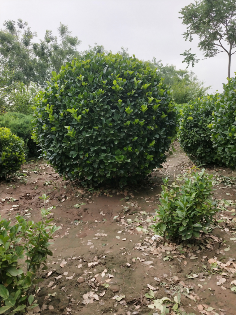 ì