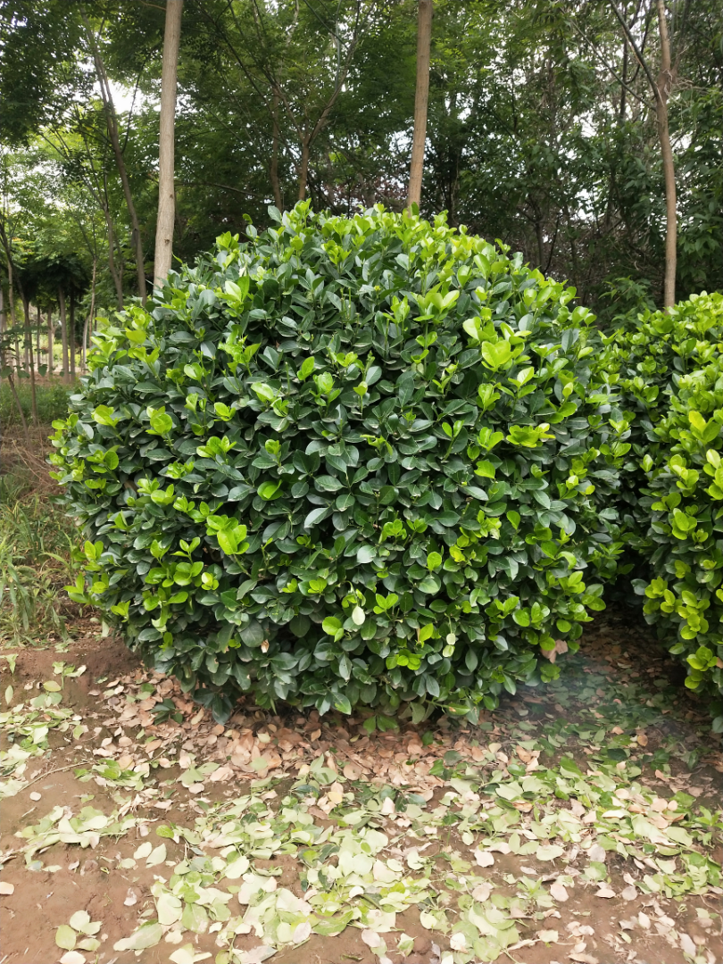 ì