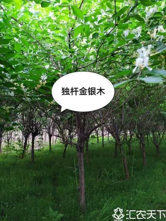 ľ