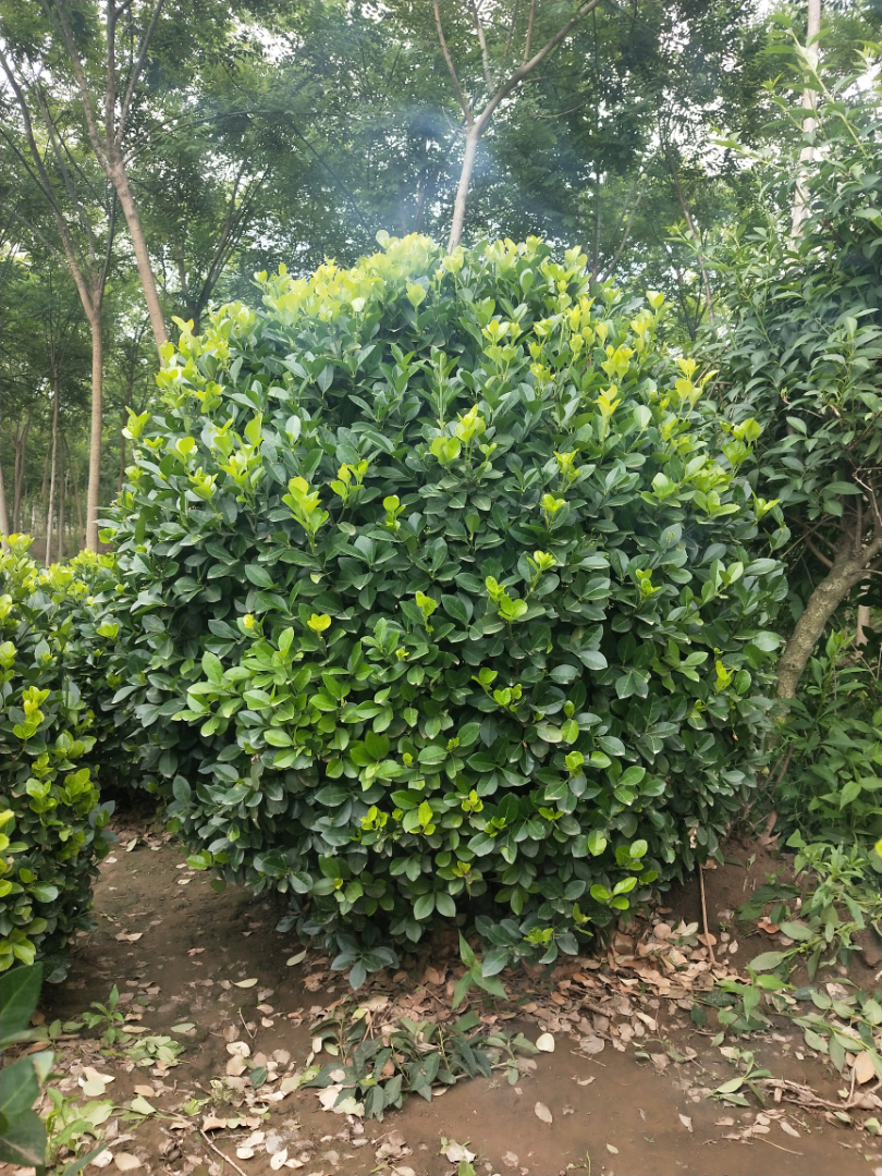 ì
