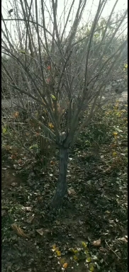 ľ