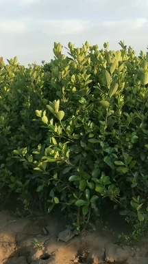 Ҷ