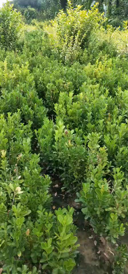СҶ