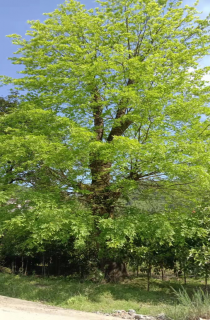 皂荚