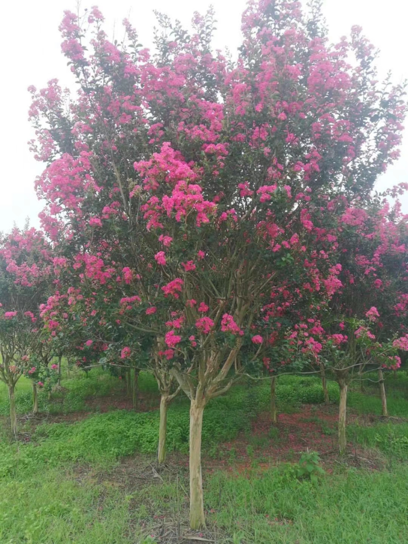 ޱ