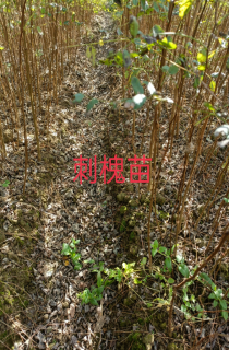 ̻