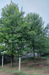 娜塔栎