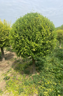 Ҷ