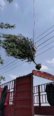 ʯ