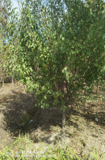 ÷
