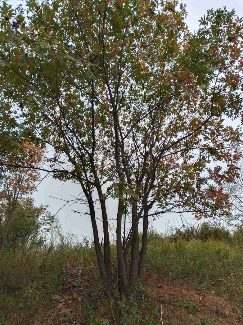 ľ