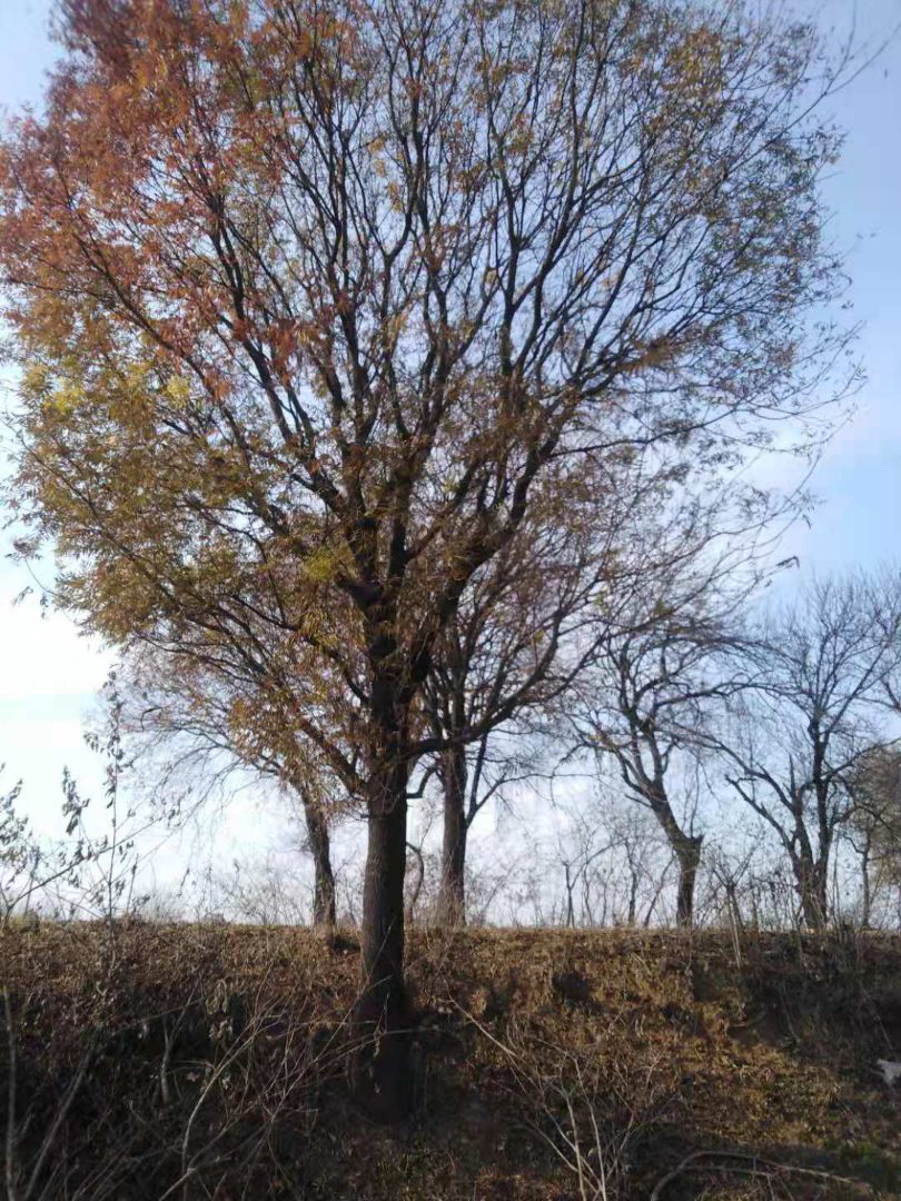 ľ