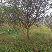 Ĵޱ