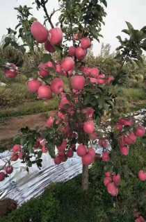 紅富士蘋果苗