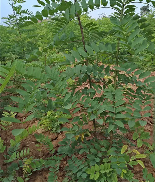 ̻