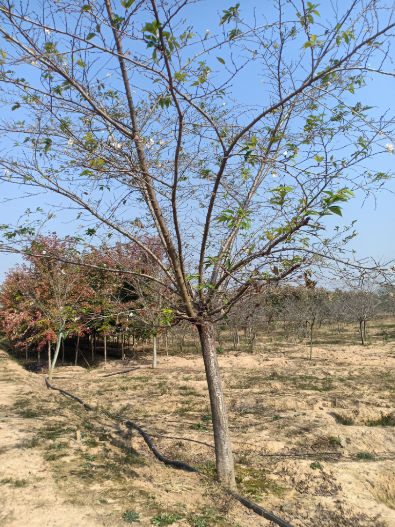 �߸�Ⱦ����Ұӣ