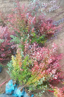 ҶС