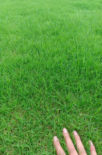 ļƺ