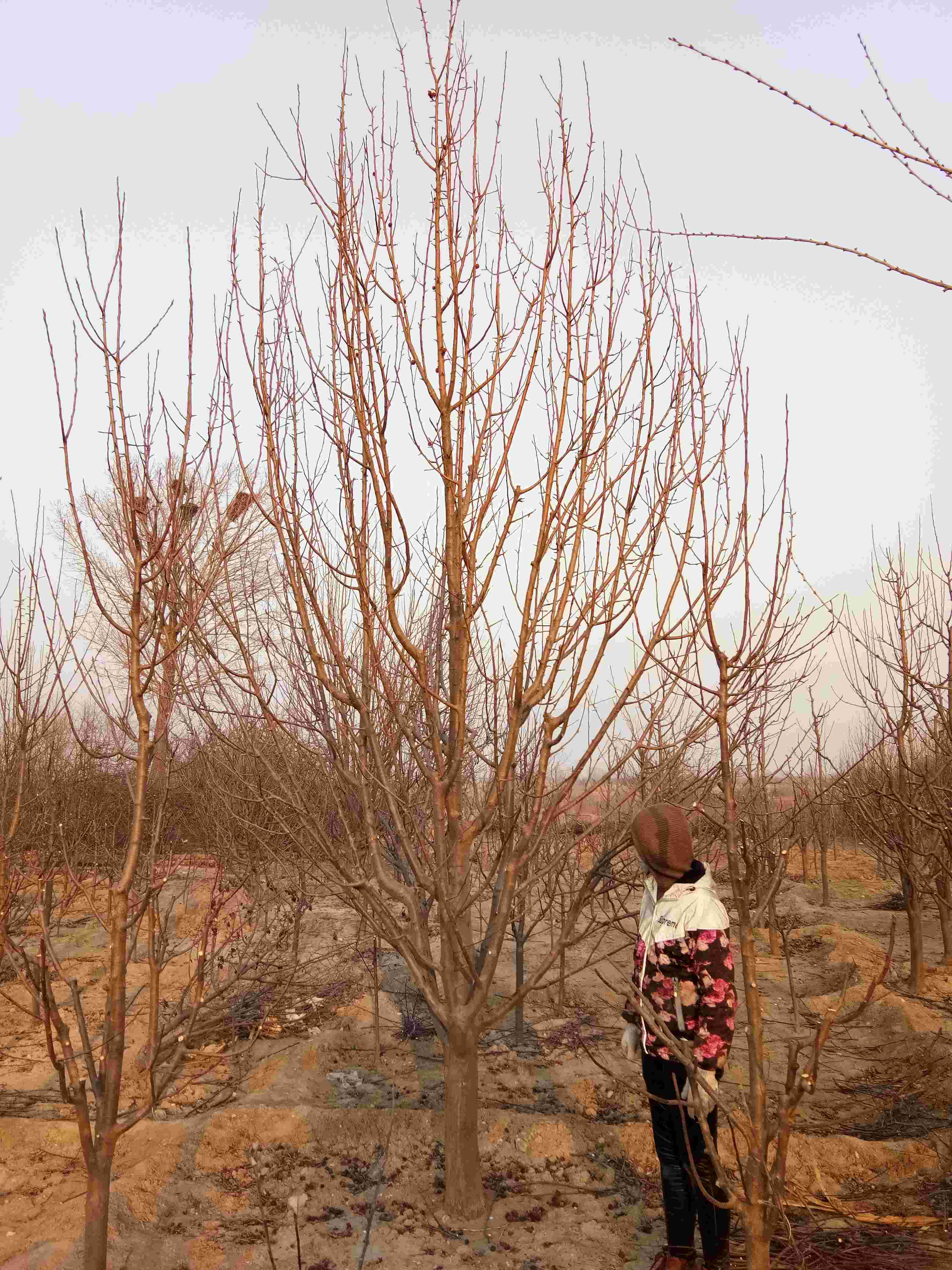 八棱海棠树 12公分高度350冠幅250