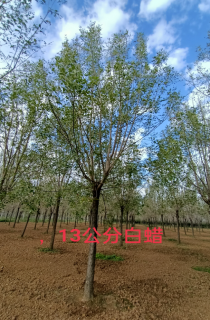 白蜡