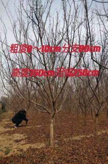 果石榴
