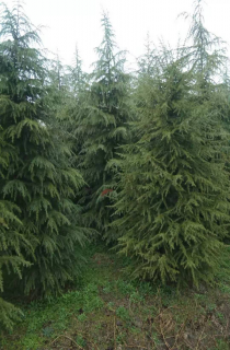 ѩ