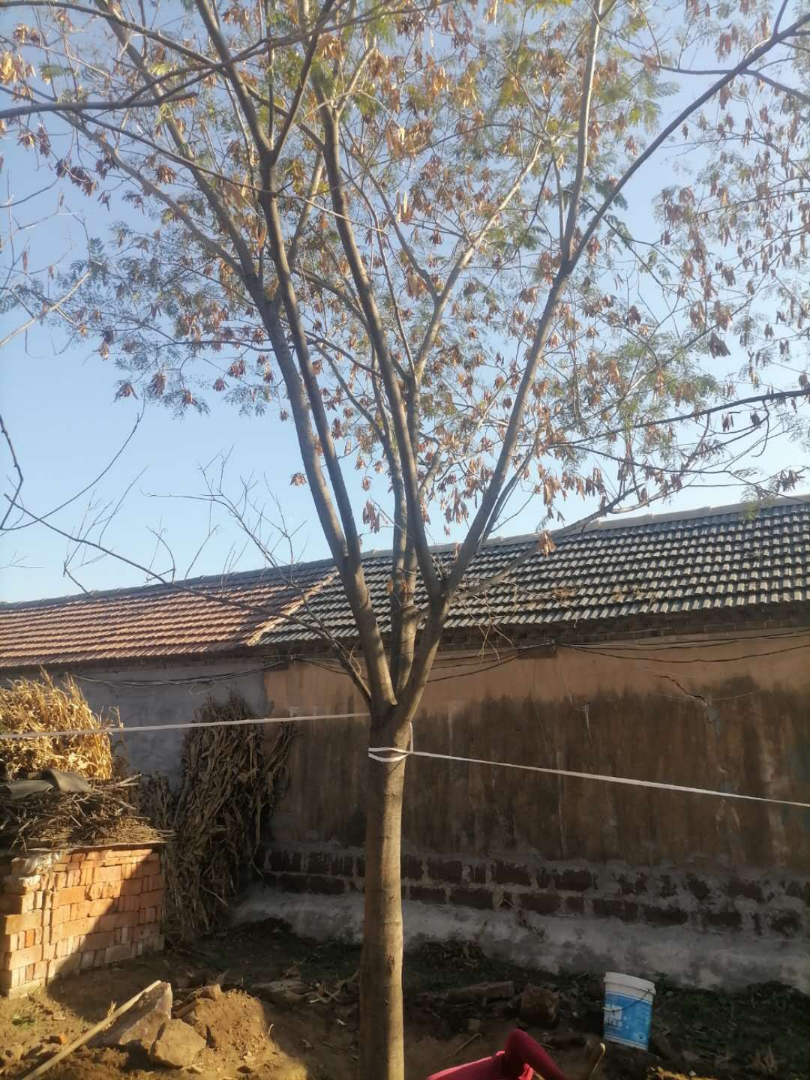 ϻ