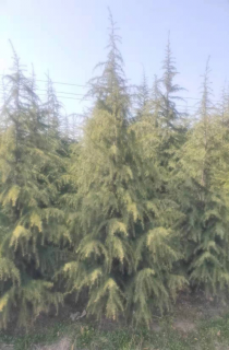 ѩ