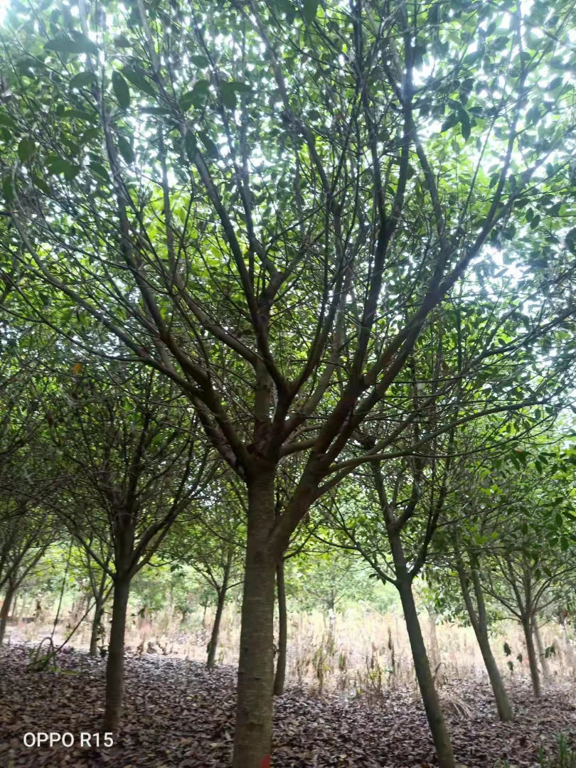 Ҷʯ