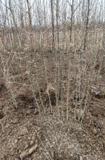 ��Ƥ����