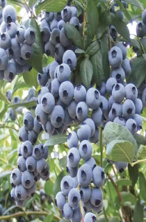 藍莓苗
