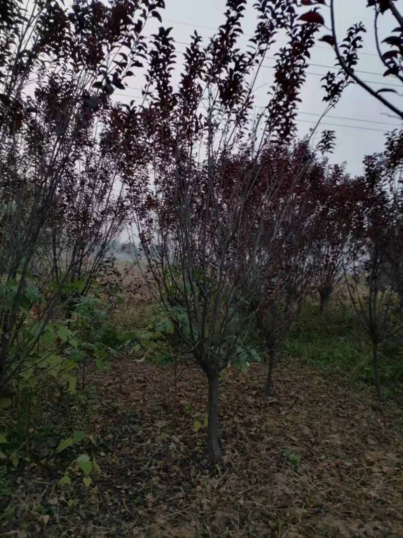 ̫