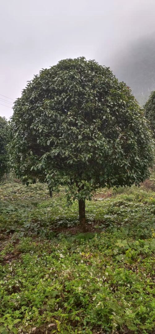 컨ľ