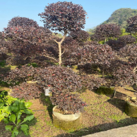 �컨��ľ��