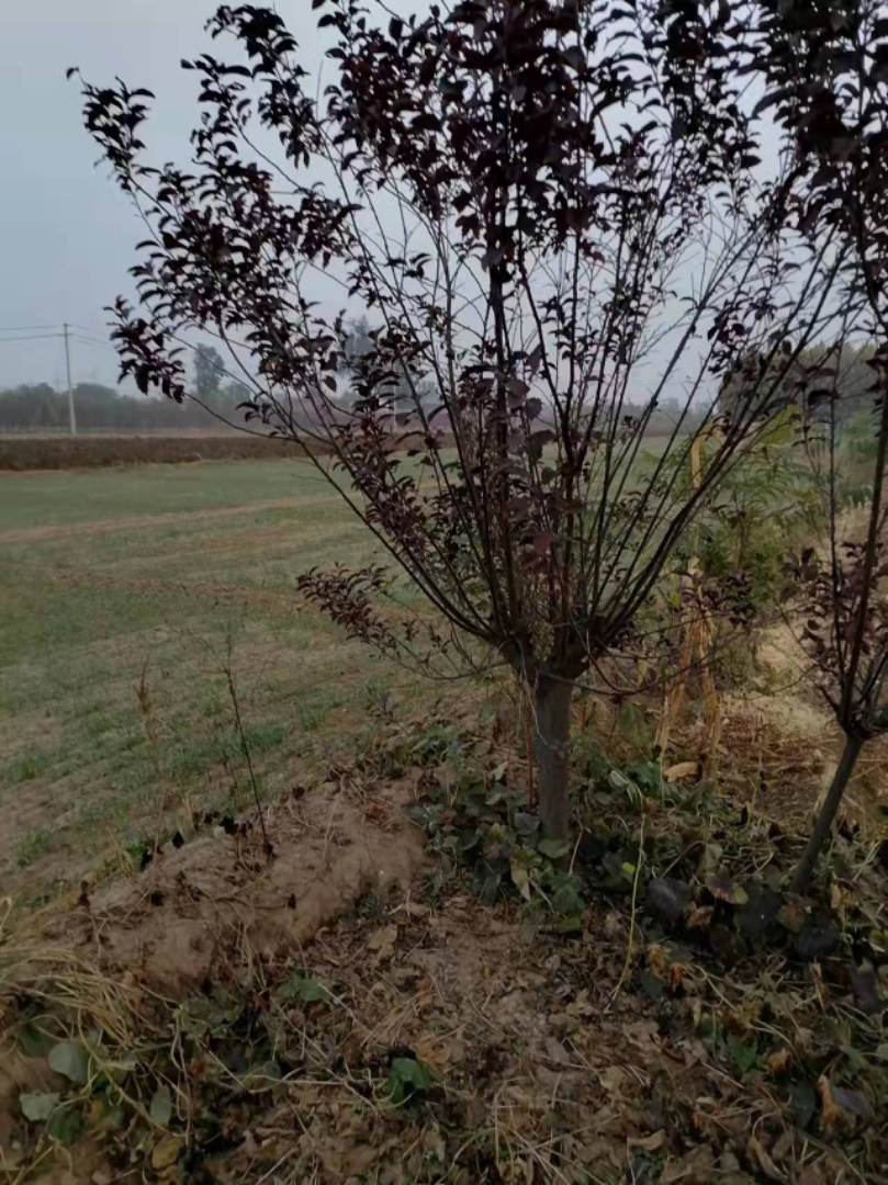 ̫